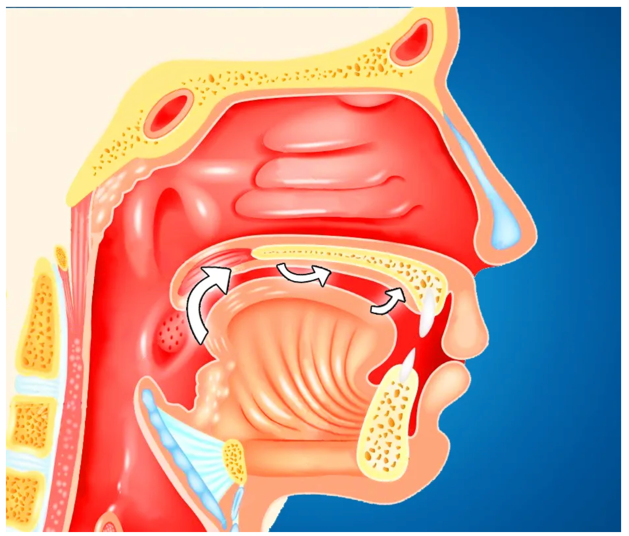 Mewing Post What Is Mewing and How It Can Improve Your Jawline? – ROCKJAW®